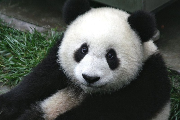 panda cub from wolong