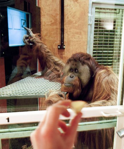 azy orangutan