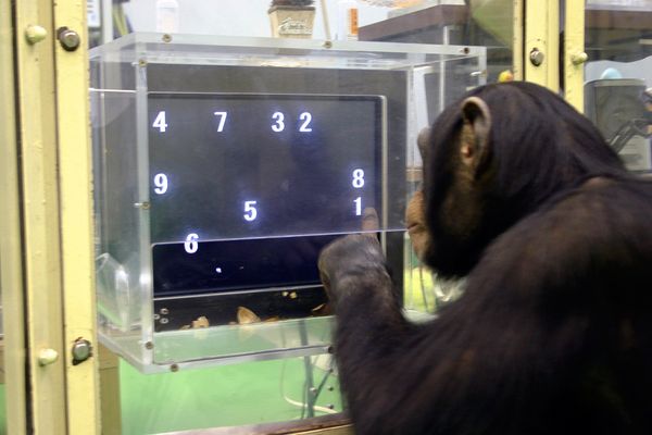 chimps memory test