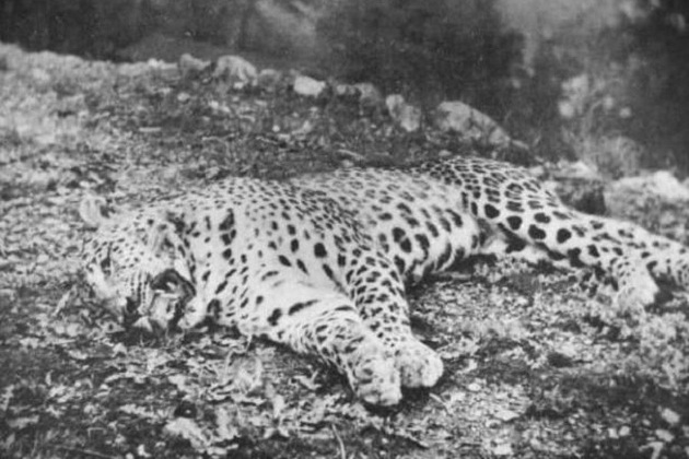 leopard of panar