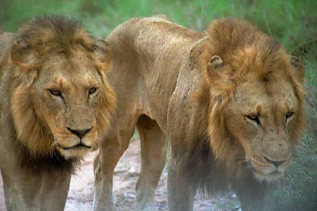 lions of njombe