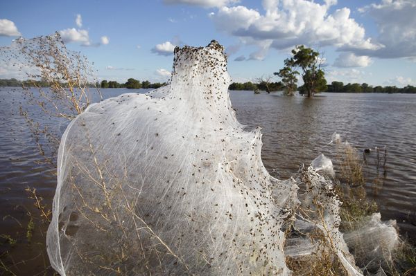 spider webs australia floods bush