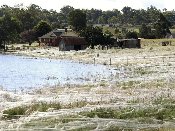 spider webs australia floods field