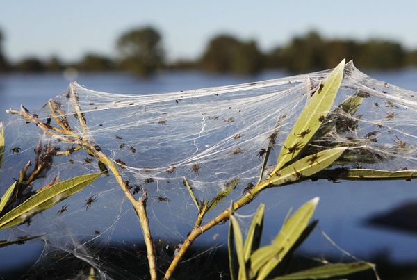 spider webs australia floods plant