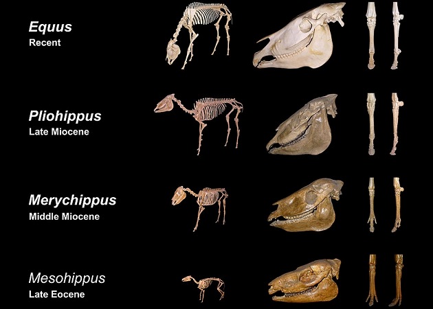equine evolution