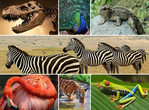 biodiversitycollage