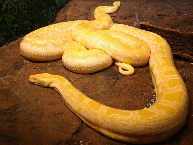 albino burmese pythons