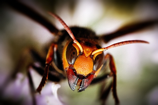 asian giant hornet