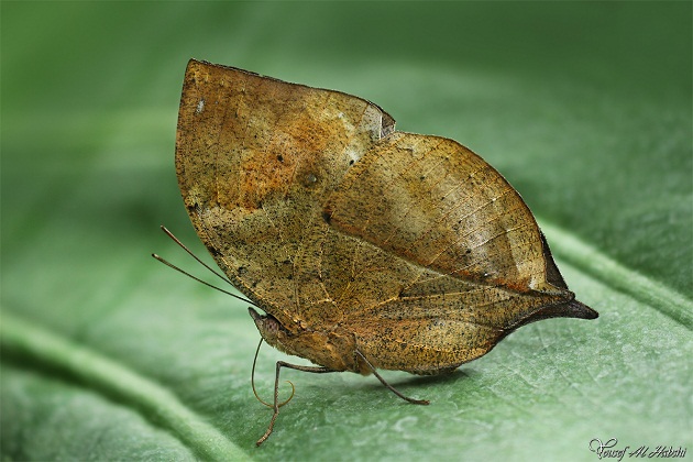 dead leaf butterfly