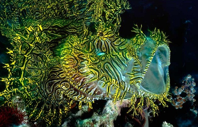 merlet s scorpionfish