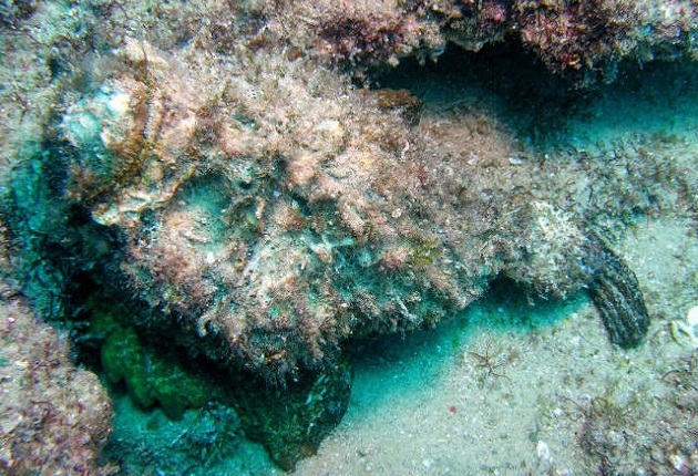 reef stonefish