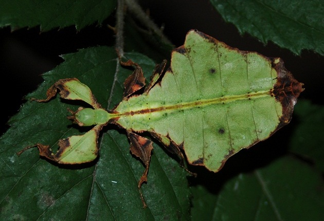 walking leaf insect