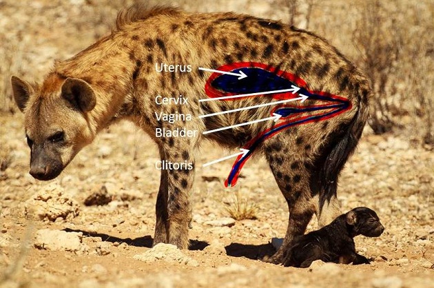 spotted hyena s female genitalia