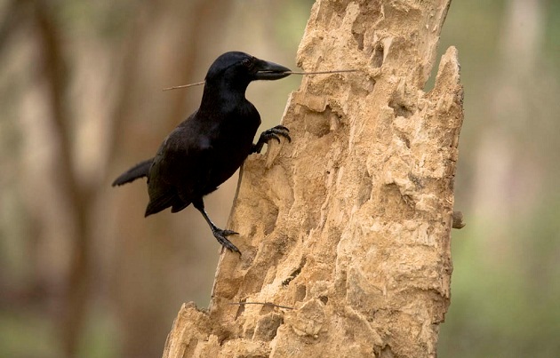 crow stick