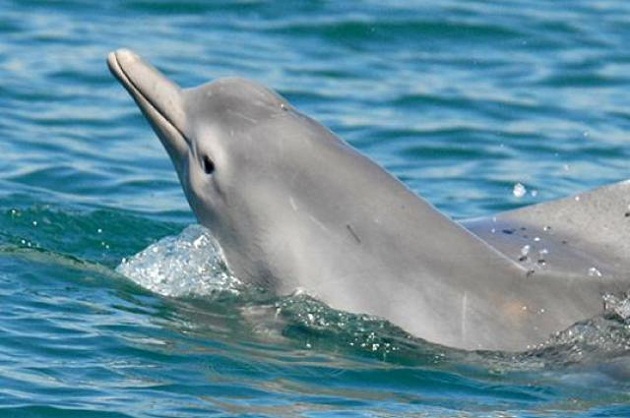 new dolphin