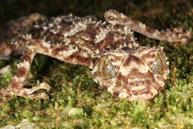 new leaftail gecko