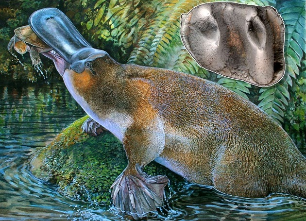 obdurodon tharalkooschild