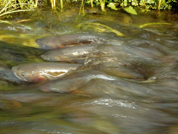 aquatic-trout-yellowstone.jpg?w=630