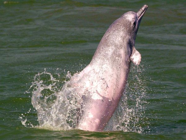 aquatic-vwhite-dolphin-china.jpg?w=630