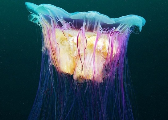lion_s-mane-jellyfish.jpg?w=545
